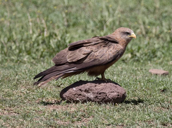 A kráter padlón Raptor — Stock Fotó