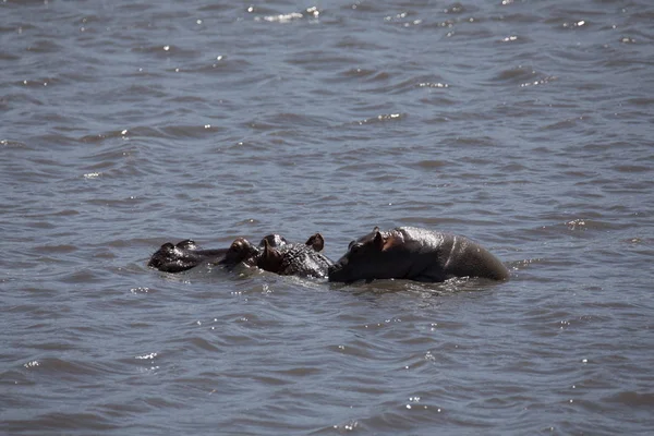 Hipopótamo bebé - Piscina — Foto de Stock