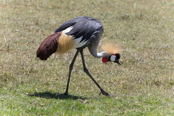 Pássaro da Coroa - Símbolo de Uganda — Fotografia de Stock