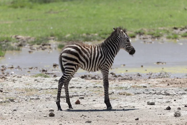 Dětská Zebra v kráteru — Stock fotografie