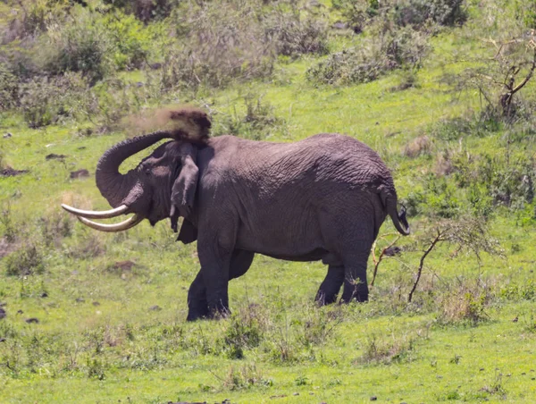 Elefante lanzando barro y polvo — Foto de Stock