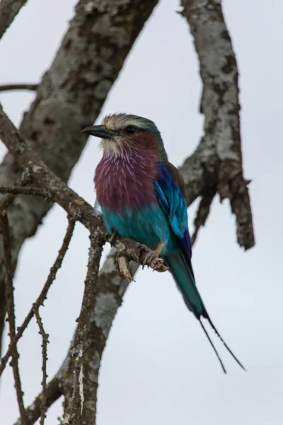 Kolorowy ptak szpak — Zdjęcie stockowe
