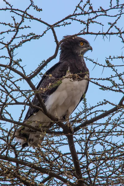 Raptor, fa — Stock Fotó