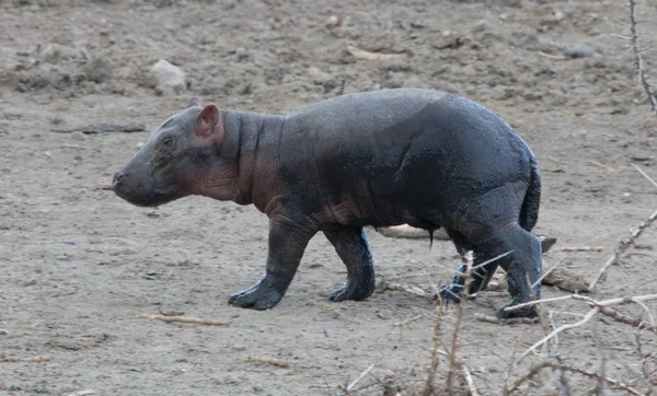 New Born Baby Hippo — Stock Photo, Image