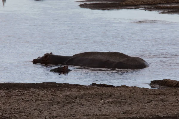 Baby en Mama Hippo — Stockfoto