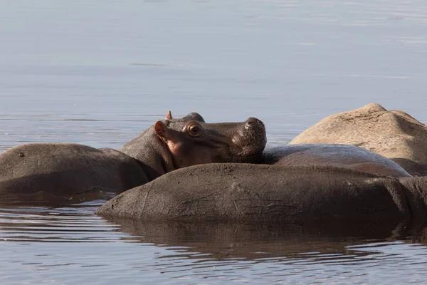 Nijlpaard op Momma Hippo — Stockfoto