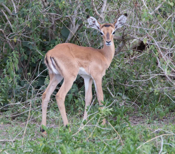 Baby Impala Ndutu — Stockfoto