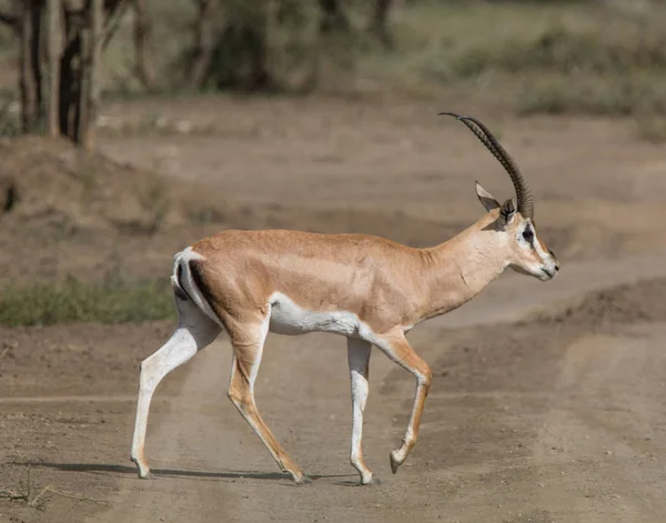 Impala kruising de weg — Stockfoto