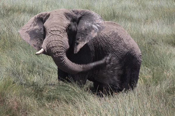 Elefant versprüht Schlamm — Stockfoto