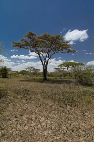 Acacia árbol Savanah — Foto de Stock