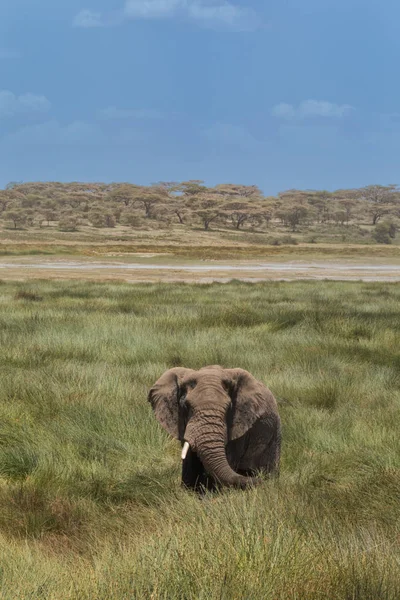 Elefante frente a Savanah — Foto de Stock