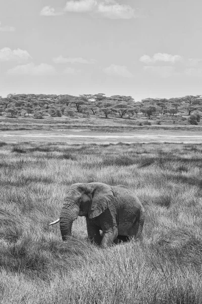 Elefantensavanne s & w — Stockfoto