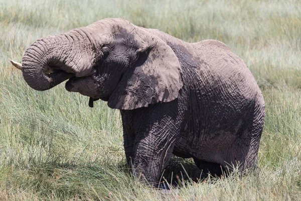 Eau potable d'éléphant — Photo