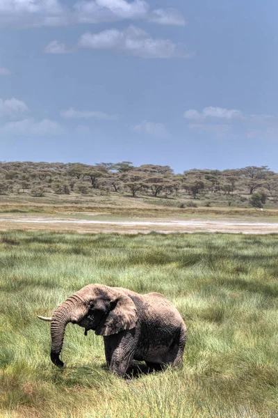 Elefante Savanah Shot — Foto de Stock