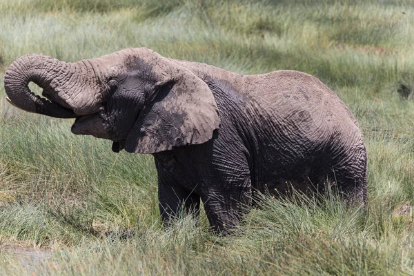 Elefante bebendo água do pântano — Fotografia de Stock