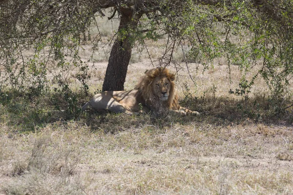Αρσενικό λιοντάρι κάτω από το δέντρο — Φωτογραφία Αρχείου