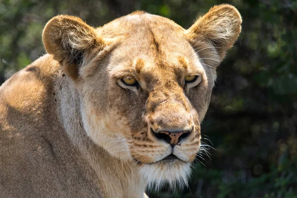 Color de retrato de leona — Foto de Stock