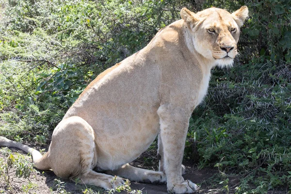 Lioness Sitting Observing — Stock Photo, Image