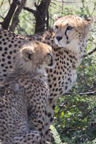 Mulher Cheetah e Cub — Fotografia de Stock