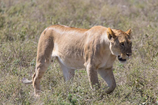 Lioness Stroling Ndutu-området — Stockfoto