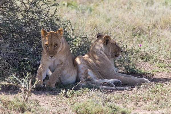 Δύο αρσενικά Cub λιονταριών — Φωτογραφία Αρχείου