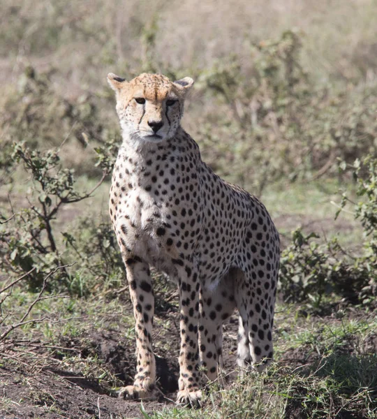 Guépard sur la rôdeuse — Photo