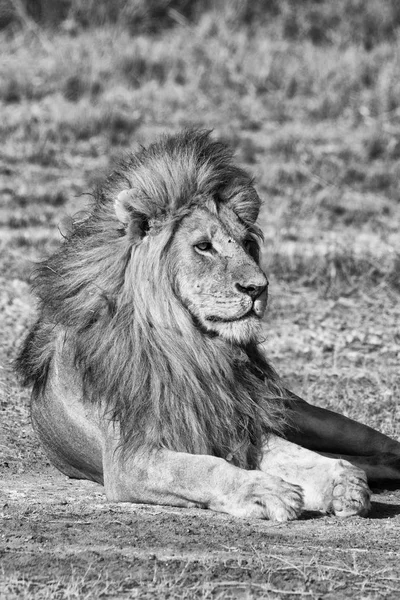 Male Lion B & W — стоковое фото