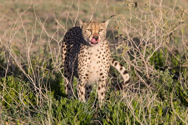 Cheetah Lambendo Caça — Fotografia de Stock