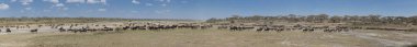 Wildebeast geçiş Pano