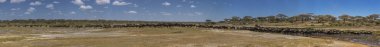 Wildebeast Migration Pano clipart