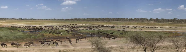 Wildebeast geçiş Pano