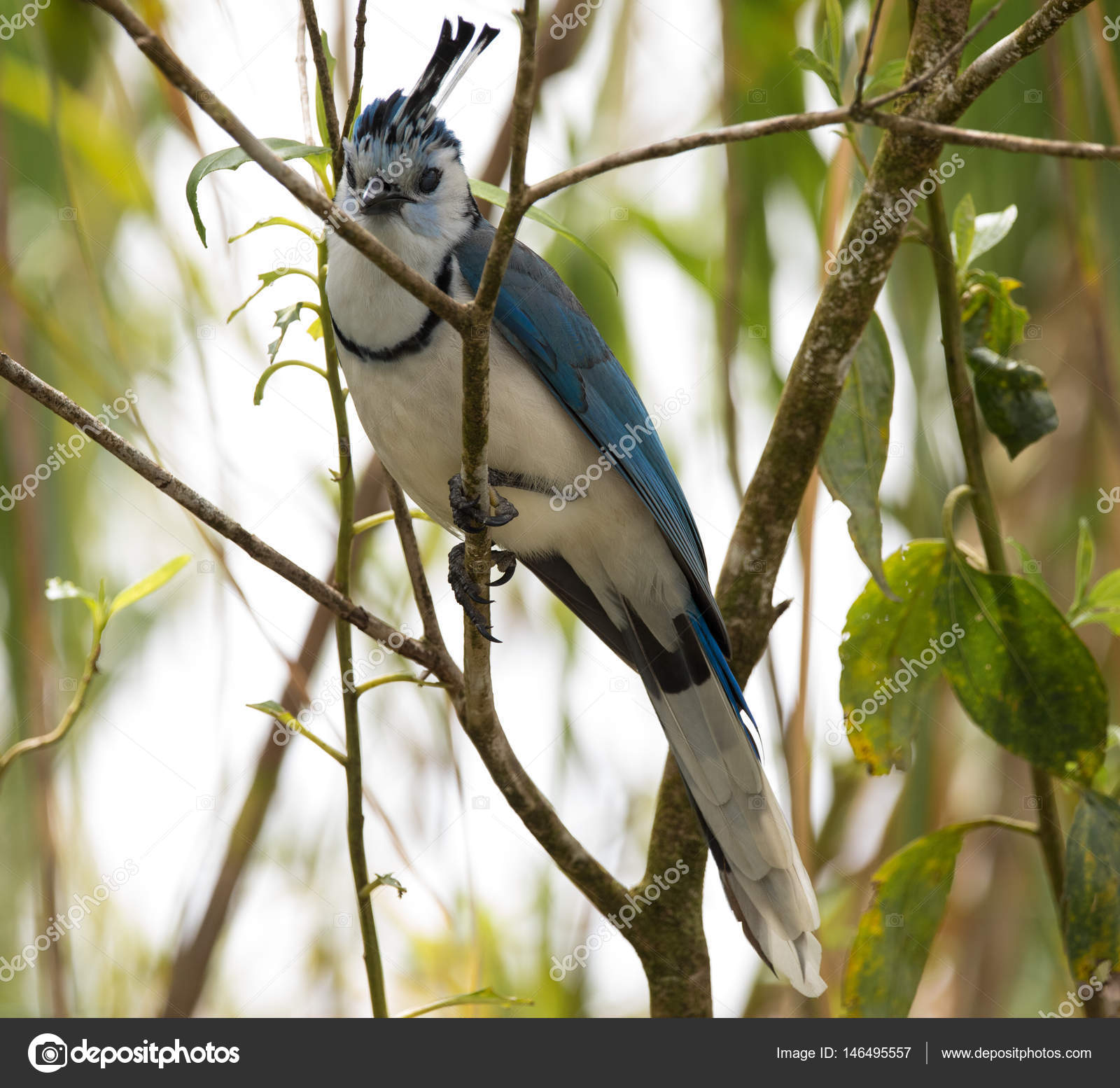 Oiseau Bleu Avec Couronne Costa Rica Photographie Theraja