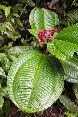 Dev yaprakları ve yabani meyveleri 
