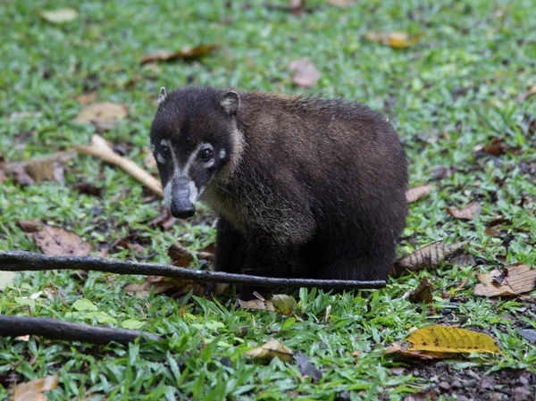 Racoon o wiszące mosty — Zdjęcie stockowe