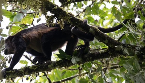 Monos aulladores de Costa Rica — Foto de Stock