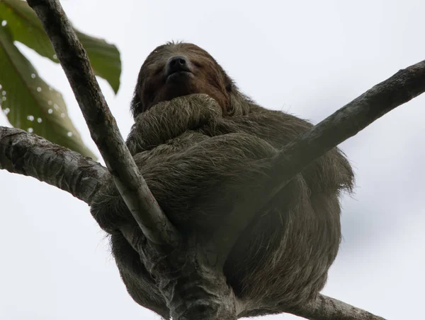 Three Toed Sloth — Stock Photo, Image