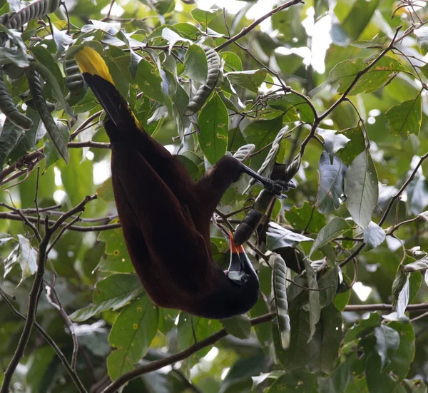 Brown Bird with Yellow Tail — Stock Photo, Image