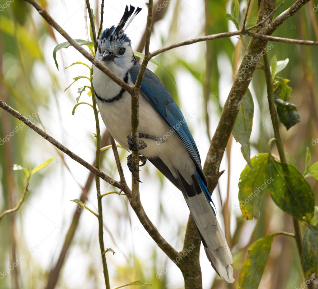Blue Bird with Crown Costa Rica