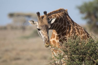 Giraffe Eating Acacia Tree clipart