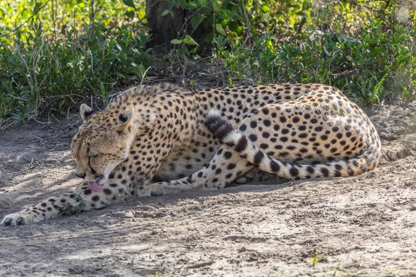 Licking Cheetah Cleaning — Stock Photo, Image