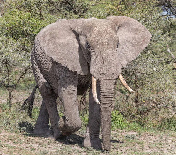 Strollling veya saldırı fil — Stok fotoğraf