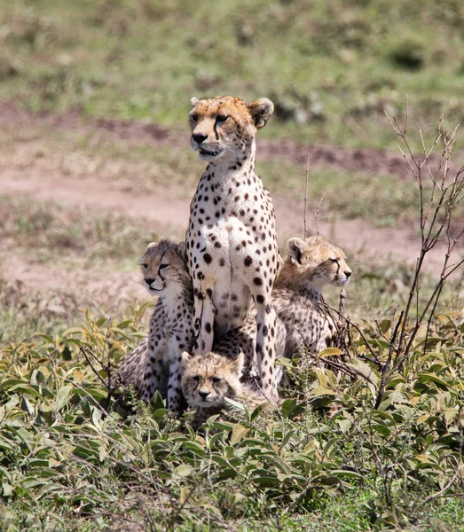 Onde está o bife? Cheetah... — Fotografia de Stock