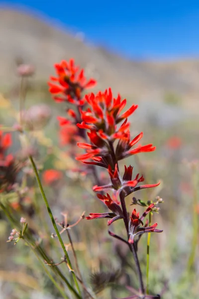 Червоні квіти весни цвітіння Deathvalley — стокове фото