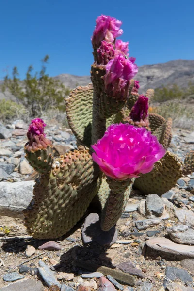 Квітучий кактус в пустелі — стокове фото