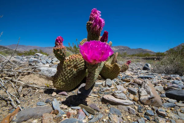 Квітучий кактус зі скелями — стокове фото