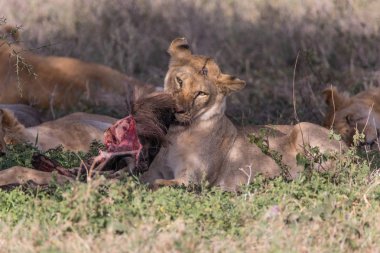 Aslan Wildebeast Avcılık ve 5 yemek