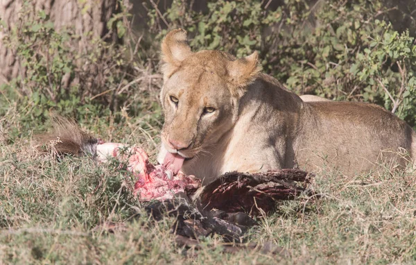 Το κυνήγι λιονταριών Wildebeast και τρώει ΙΙ — Φωτογραφία Αρχείου