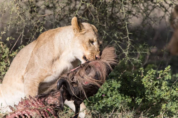 Το κυνήγι λιονταριών Wildebeast και τρώει ΙΙΙ — Φωτογραφία Αρχείου