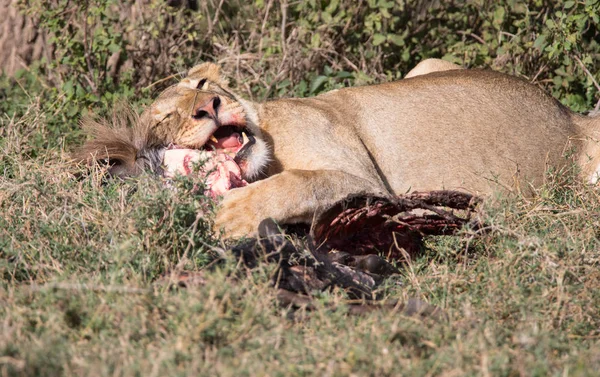 Lion koronników polowania i jedzenia I — Zdjęcie stockowe