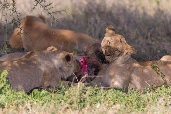 Το κυνήγι λιονταριών Wildebeast και τρώει 6 — Φωτογραφία Αρχείου